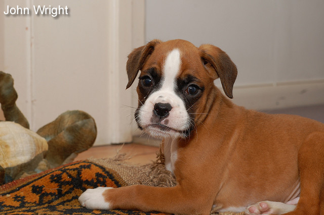 boxerpuppychewingrug